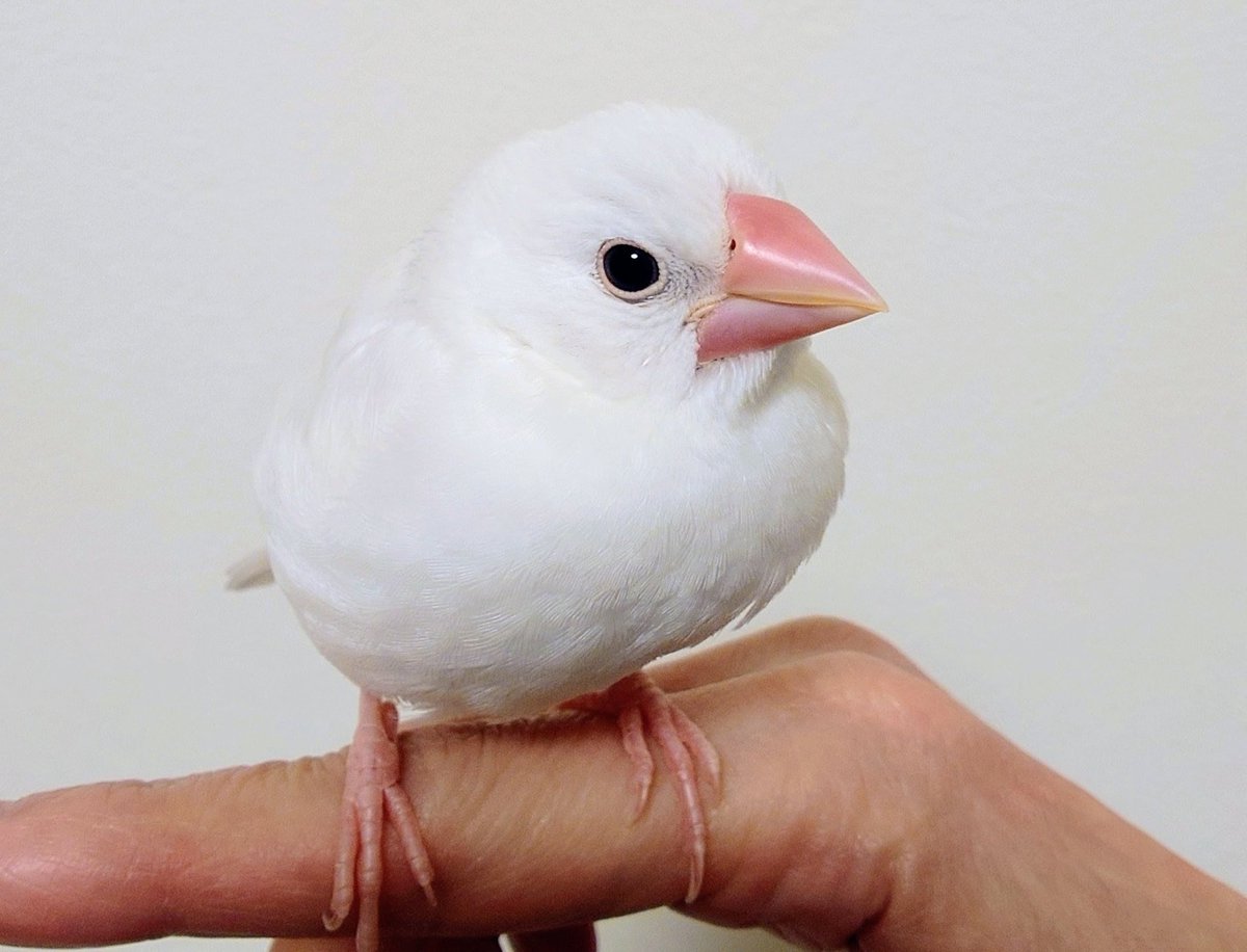 白文鳥のさくら (@COBFe6irE686651) / Posts / X