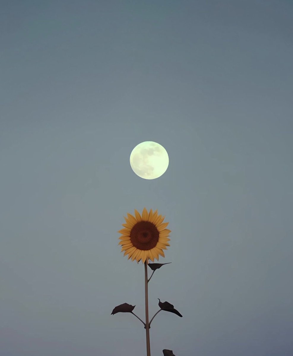 sunflowerchives's tweet image. Nature’s beauty.