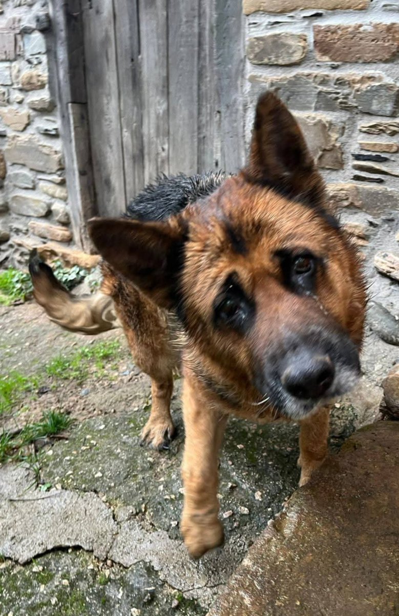 No sé ni cómo decíroslo 😭
Os voy a contar lo poco que sé
Cuando sepa más
os lo cuento también

🟣LUNA🟣 está 
MUY ENFERMA 
La adopción se ha caído 😭
Han escrito en Instagram (hilo) 
que necesita UN HOGAR
para los meses
q le queden.

☎️653 34 85 73

x.com/i/status/20155…