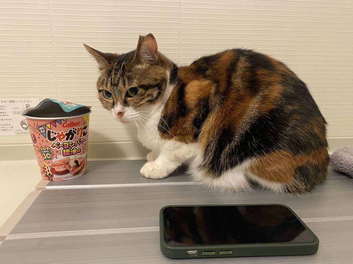 ヨーコ様ご確認画像 大きさ比較と思って置いたら警戒された