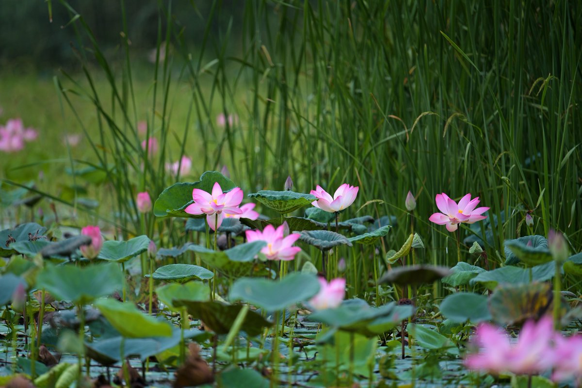 Kirti Vardhan Singh tweet media