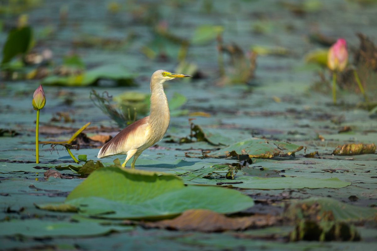 Kirti Vardhan Singh tweet media