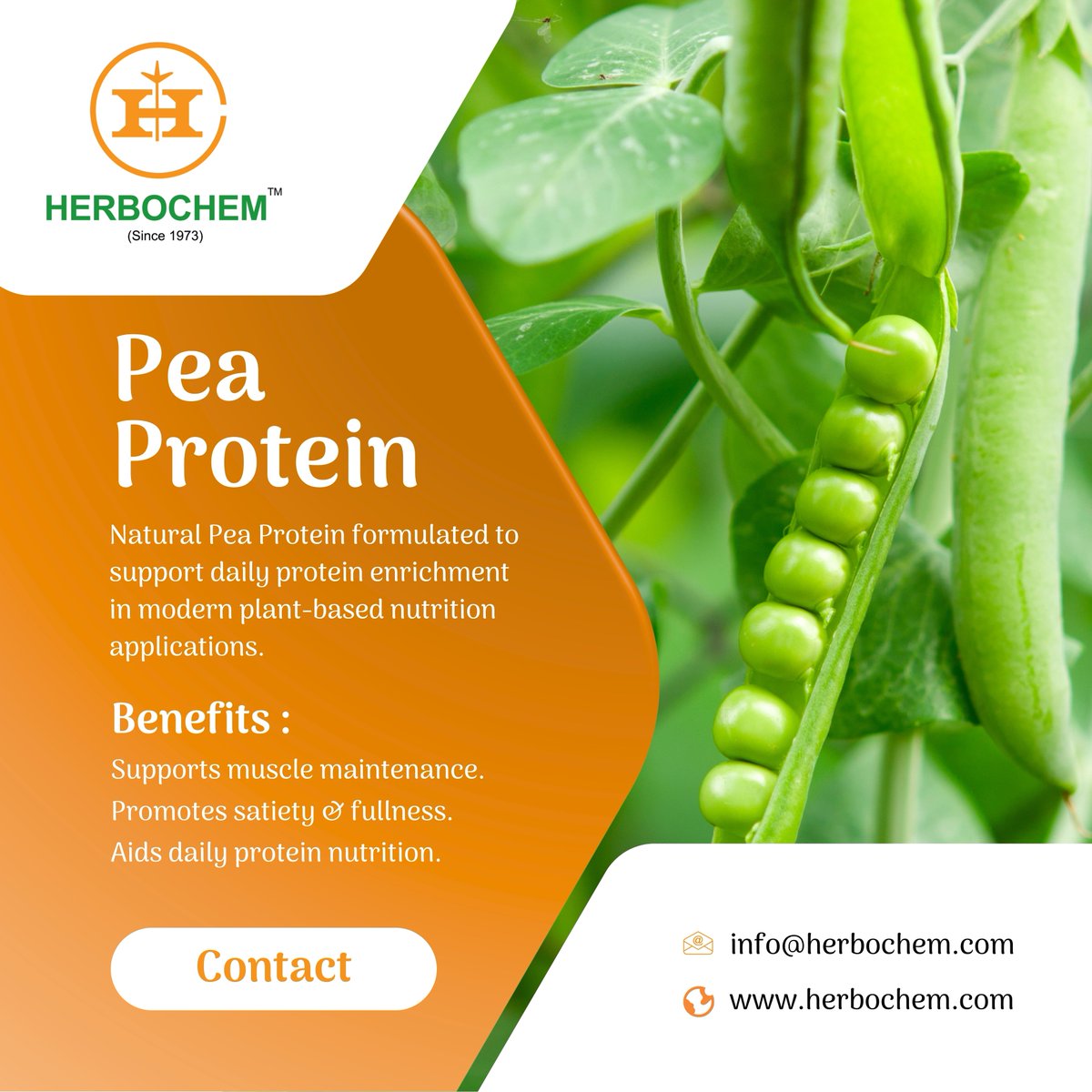 Herbochem_1973's tweet photo. Pea Protein is a premium #plantbased #ingredient developed for clean-label #wellness and #functional #nutrition #formulations. Naturally rich in high-quality #protein and essential #aminoacids.
📩 info@herbochem.com
#Herbochem #PeaProtein https://t.co/Mcph7crS6b