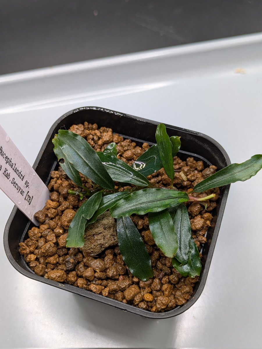 Kei@ (@keiponaQua) / Posts / X