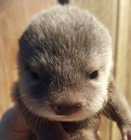 이거 완전 강인이 슛돌이 때 아님?