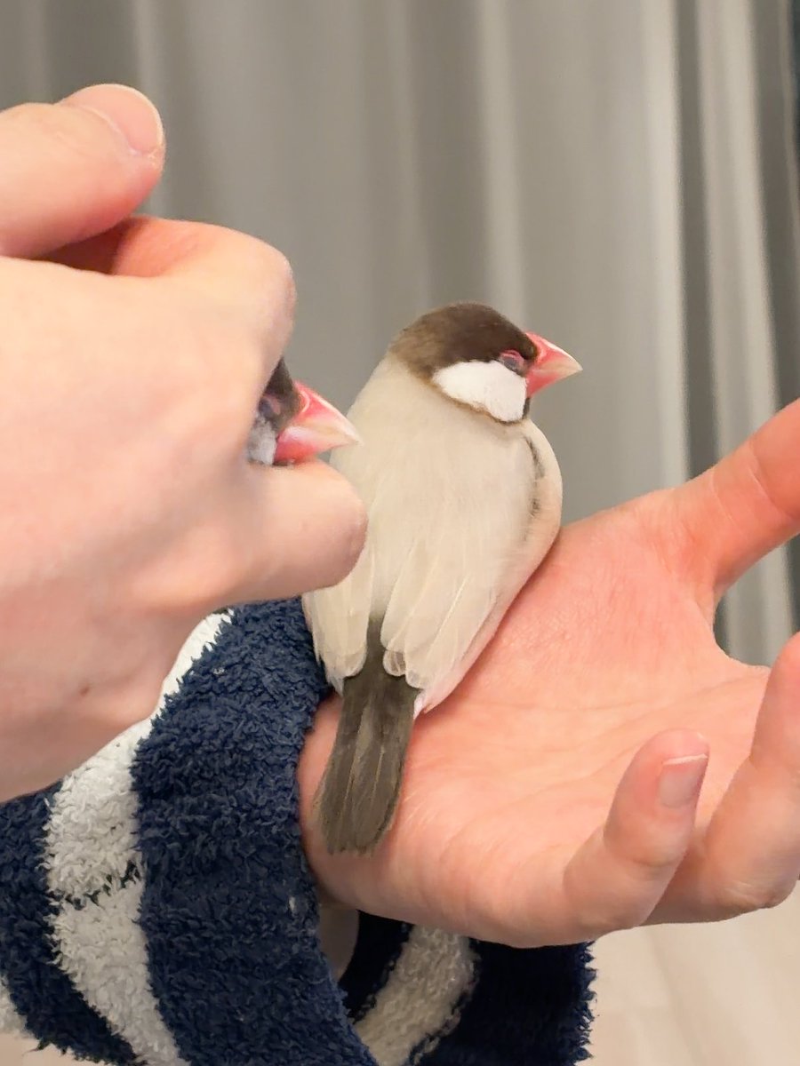 esutorizu's tweet image. ガン寝してる…