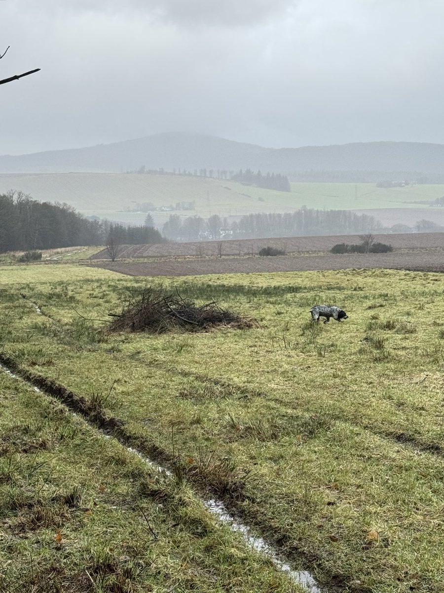 KevinDann's tweet image. Dreich (again!).