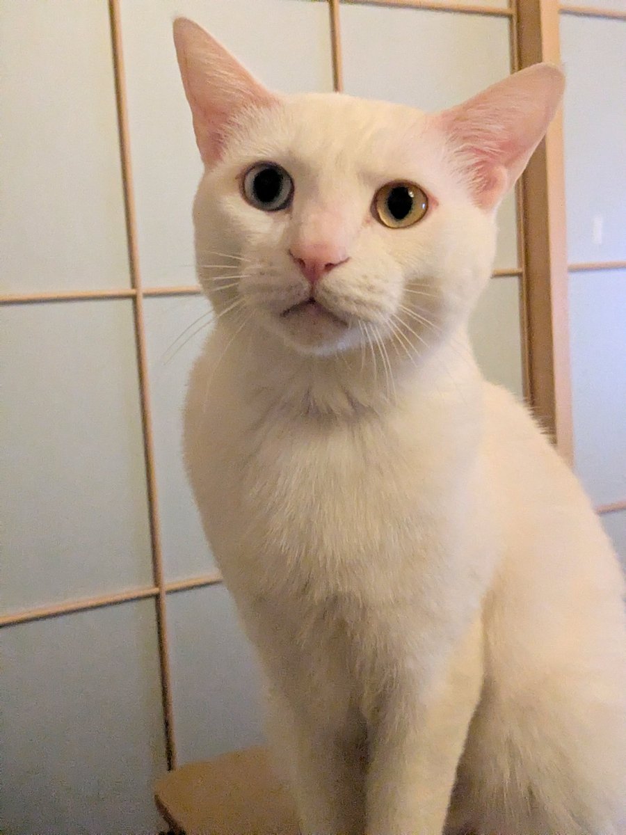 ぼく、あきら。 冬は電気猫になるの。 バッチバチだよ⚡