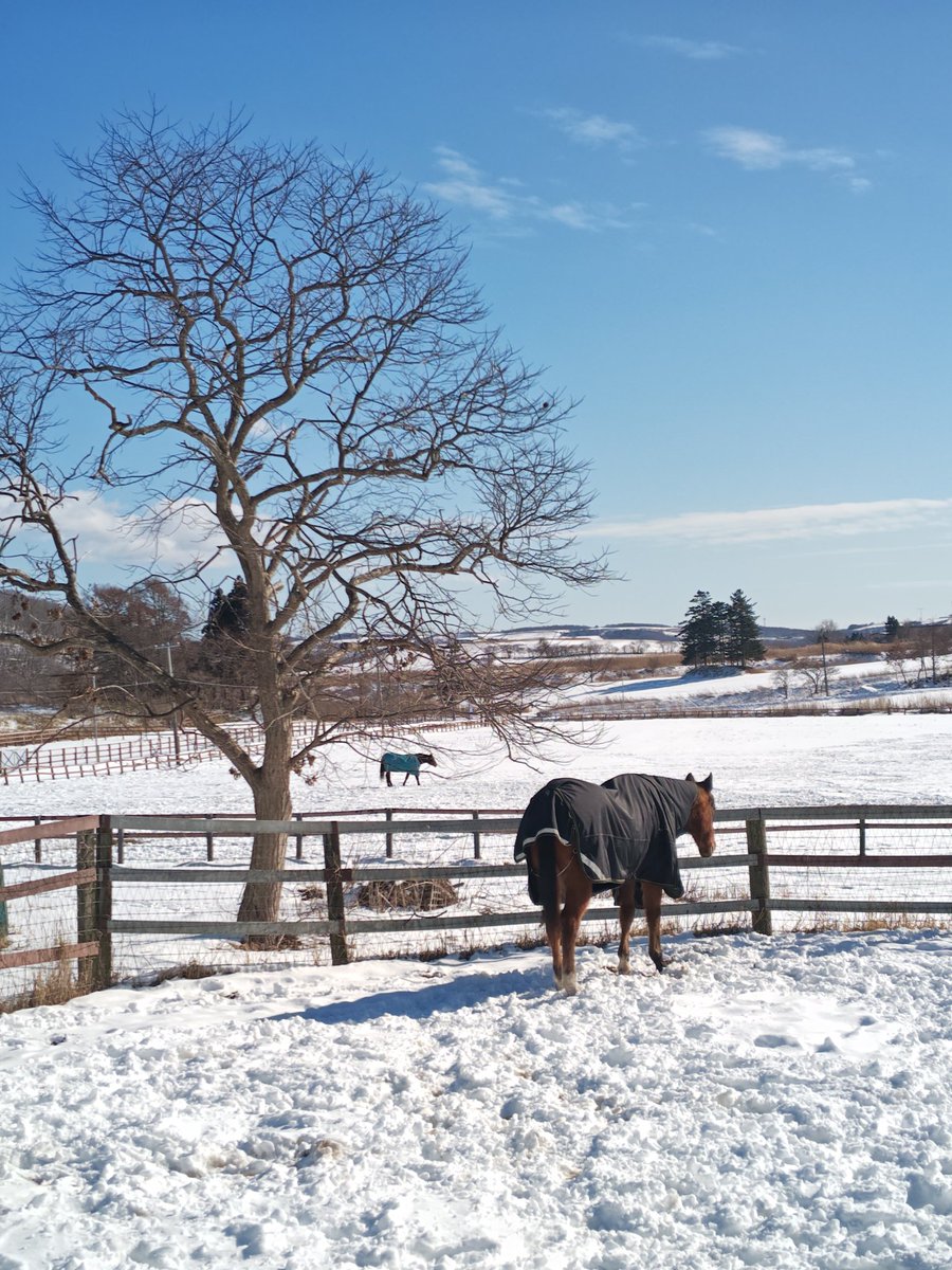 Hi #MeishoDoto fans &amp; #UmaMusume fans overseas ☺️
Thank you for waiting!
Doto update: He’s doing great today at #Northernlake 🐴✨
He ate well, relaxed, and gave us lots of fan service.
The snow has stopped and it’s a beautiful sunny day ☀️
And thanks to your amazing support, the
