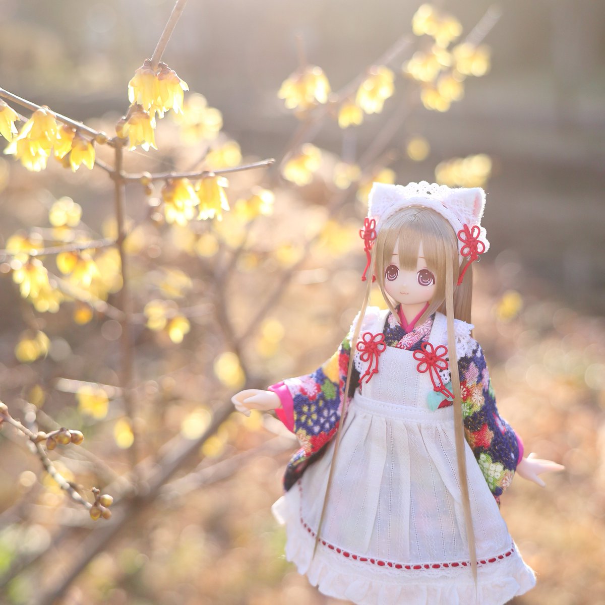 蝋梅
#えっくすきゅーと #アゾカツ