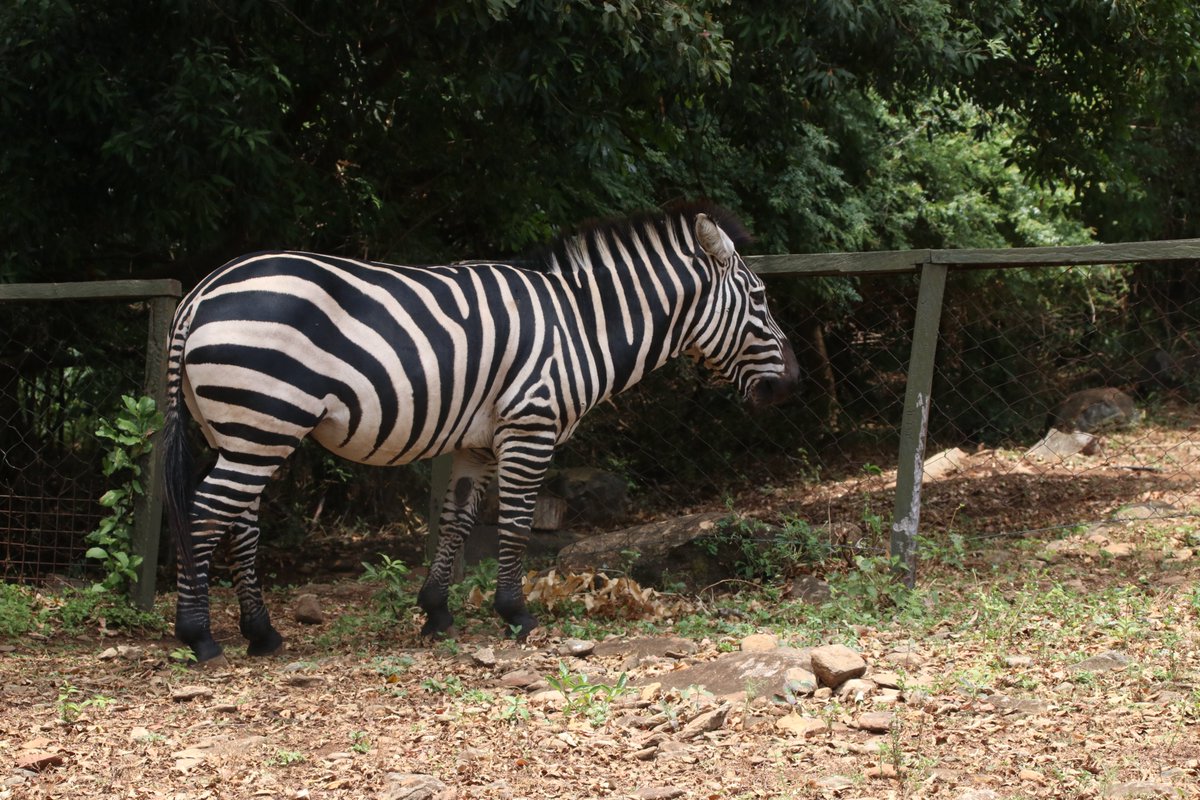 BirdmanKenyan's tweet photo. @KWSKenya https://t.co/ftv2A50AL7