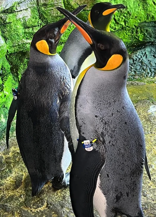 🐧
"Fibion SENS on penguins is like giving them their own reality show. 'Keeping Up with the Penguins' anyone?"

#accelerometry #physicalactivity