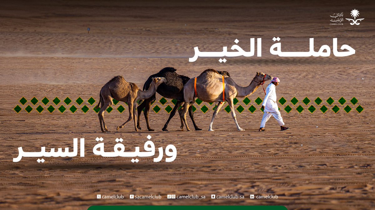 CamelClub's tweet photo. أثرها على الرمل
 وعزّها في القلب ✨🐪

#نادي_الإبل https://t.co/09XftVlwSV