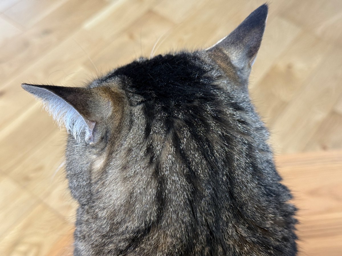 これは座ると隣に来てなでられるの待つﾈｺﾁｬﾝ

の　　あ　た　ま