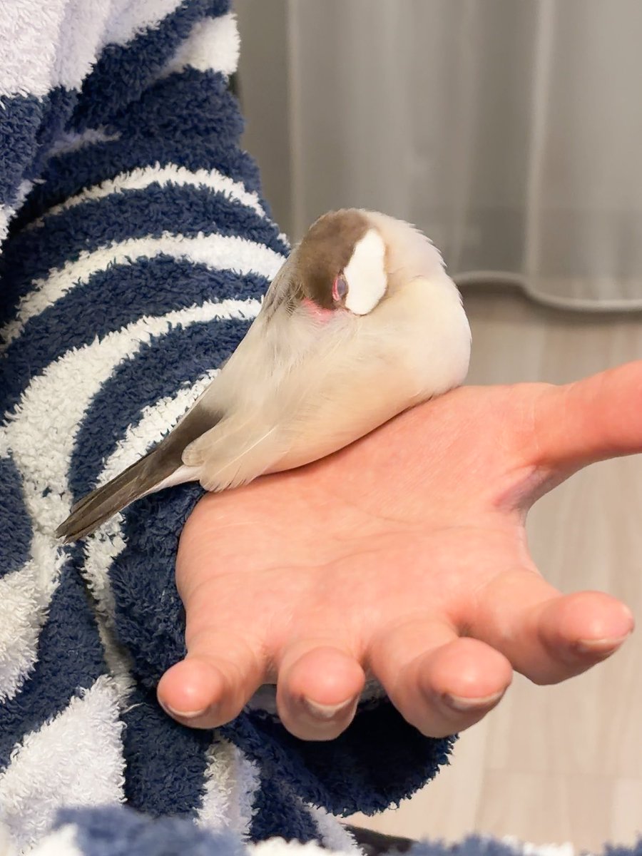 esutorizu's tweet image. ひー！本寝！！w