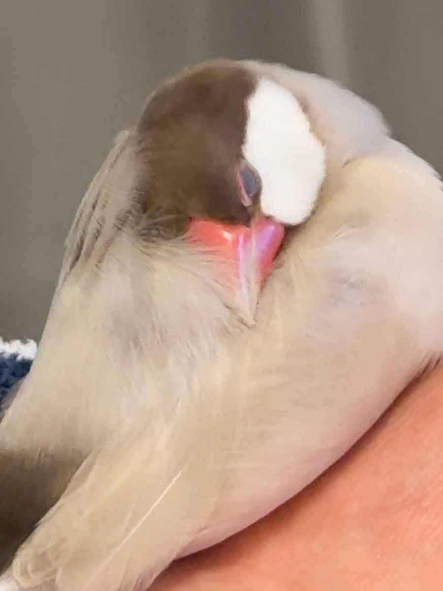 esutorizu's tweet image. ワイもこの毛に包まれたい…