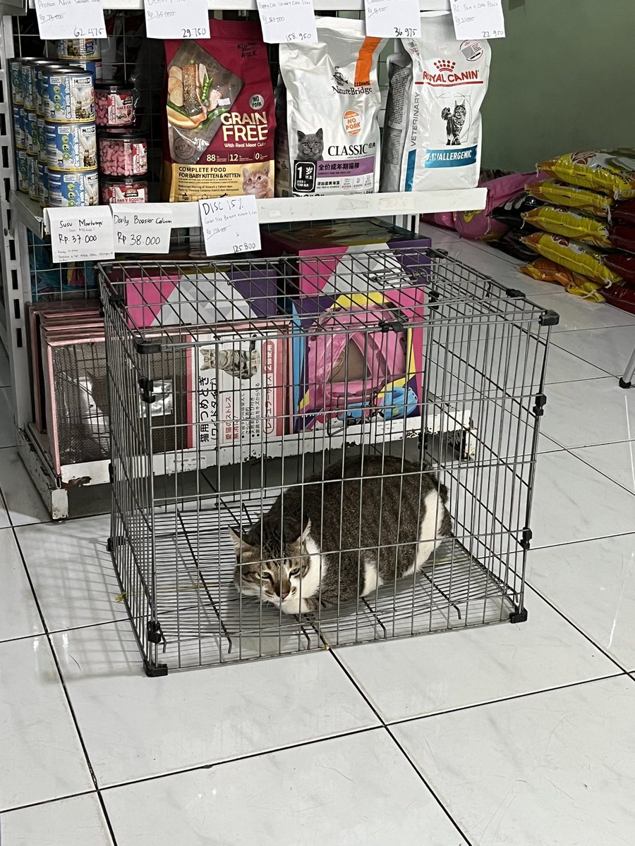 GUYSSSS UMA BB NYA TURUN JADI 9,48🥺🫰🏻🥰🌹😭😋😟