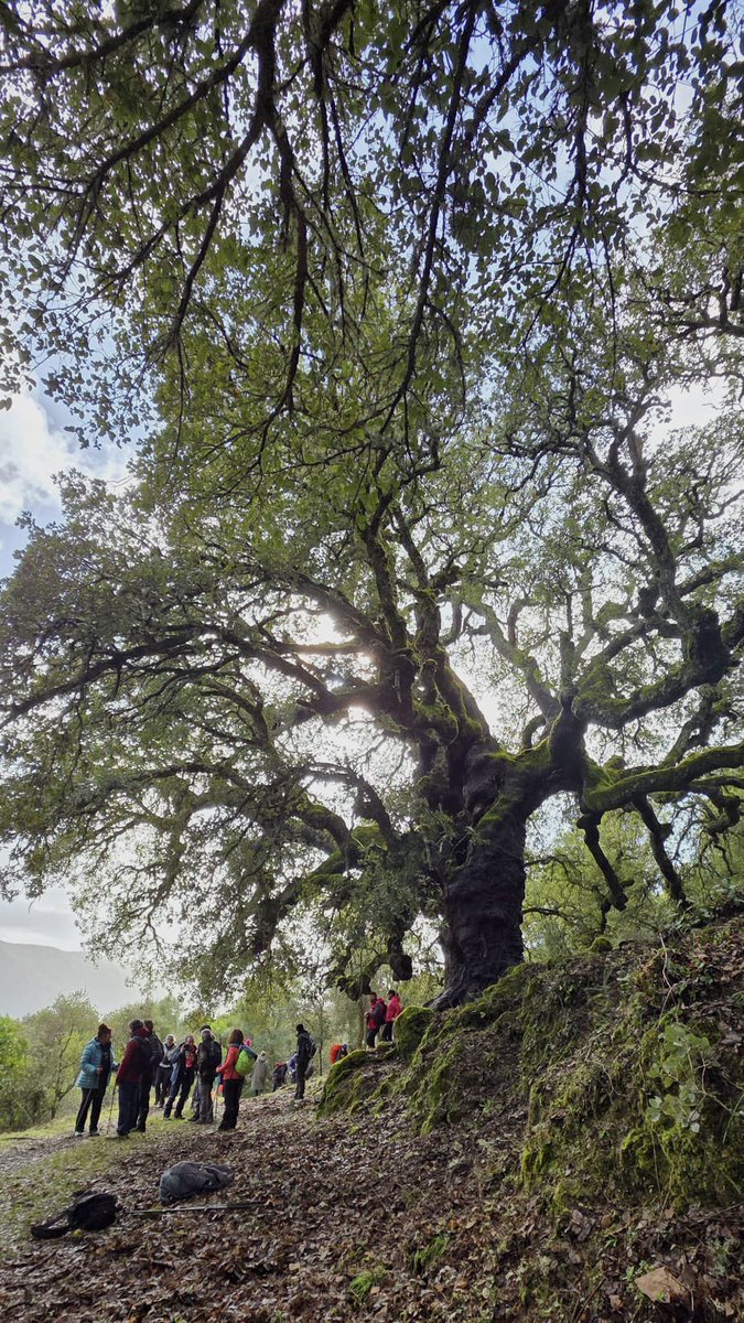 ClubBoveda's tweet photo. 🌳🪾Preciosa ruta la de ayer por los Zoufreiros del Frade, recorriendo preciosos bosques y disfrutando de los balcones del Sil.

🔝Vamos a por la siguiente!!

#ClublaBoveda
#ParamodelSil https://t.co/LvQ9p9DH3U