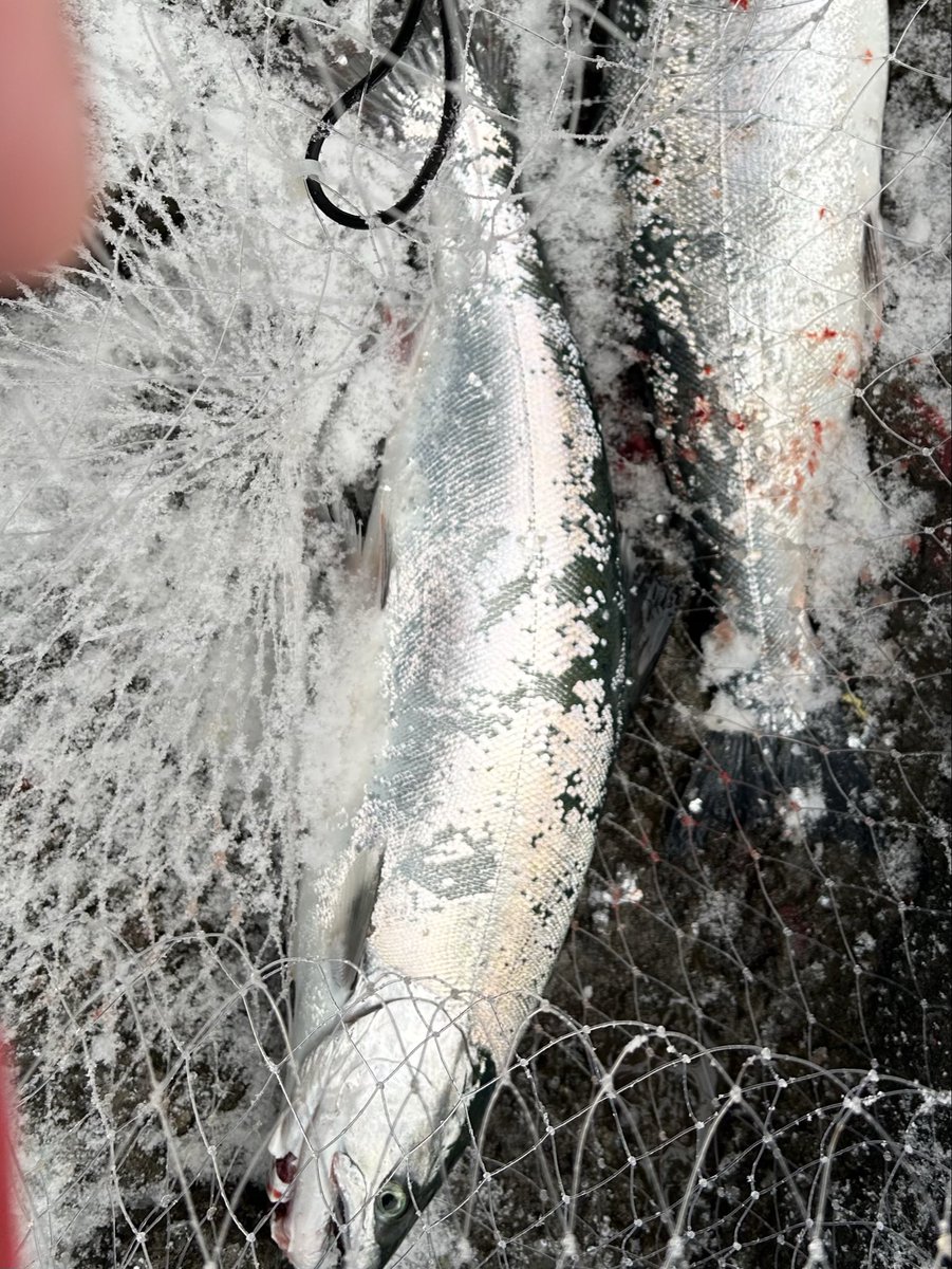 uzodYiJmPIn2M5l's tweet photo. 今朝も昨日と同じポイントへ🎣
19本釣れて、型のいい2本以外全てリリースしてきました🐟
来月あたりかなり大きくなって帰ってくるのを期待して😊
昨日配給したら、イカとニシンになって帰ってきました🦑
引きを堪能出来たので大満足です🎣
#道南 #サクラマス #DUO #CLABOR #ABU #ノーザンカスタム https://t.co/VrzbaT3Q5p