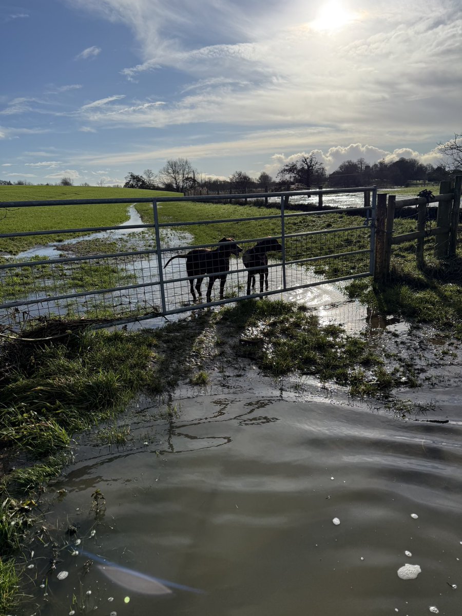 Tilly_NahlaDobe's tweet photo. The rain has stopped , but plenty of puddles to run and play in still.  Nahla &amp; Roo living their best life 🤎🤎 #Dobermann #Dobie #splashing #lovinglife https://t.co/xrxaUM1xf7