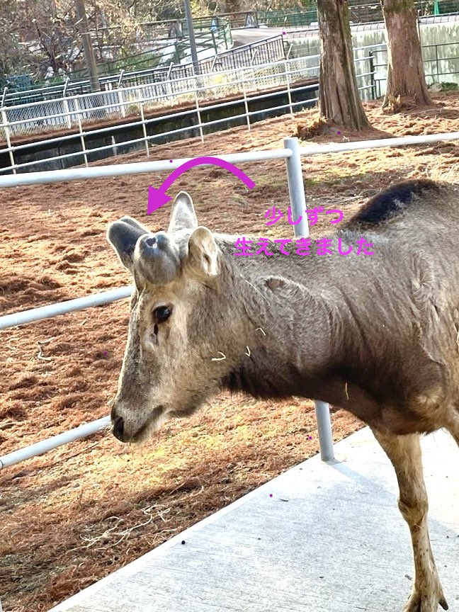 アフリカ ゾウ パキ咆哮 アルマ 白鯨 楽天市場】エイハブ船長と白い