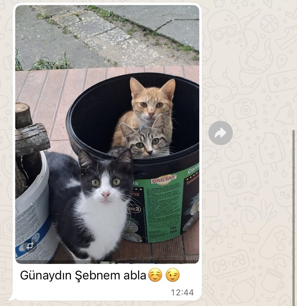 sebbclnt's tweet photo. Bu kadar tatlı günaydın mesajı olur mu? 😌🐱 #cats https://t.co/oMkaRkqCxa