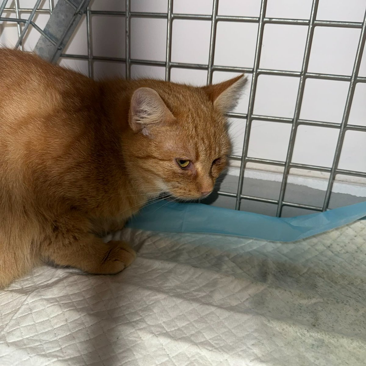 Brakuje 320 zł, a zbiórka dobiega końca.

Pomóżcie zebrać potrzebną kwotę 🙏 

ratujemyzwierzaki.pl/kastracja-10-2…