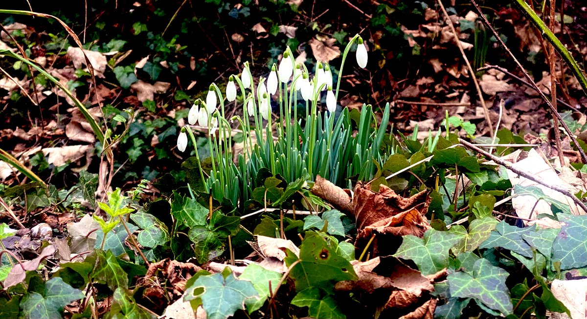 EszterEsztero's tweet photo. Hello spring ๐ค๐
Happy Sunday ๐ค
#springsign
#snowdrops https://t.co/1PWHNwAs0s