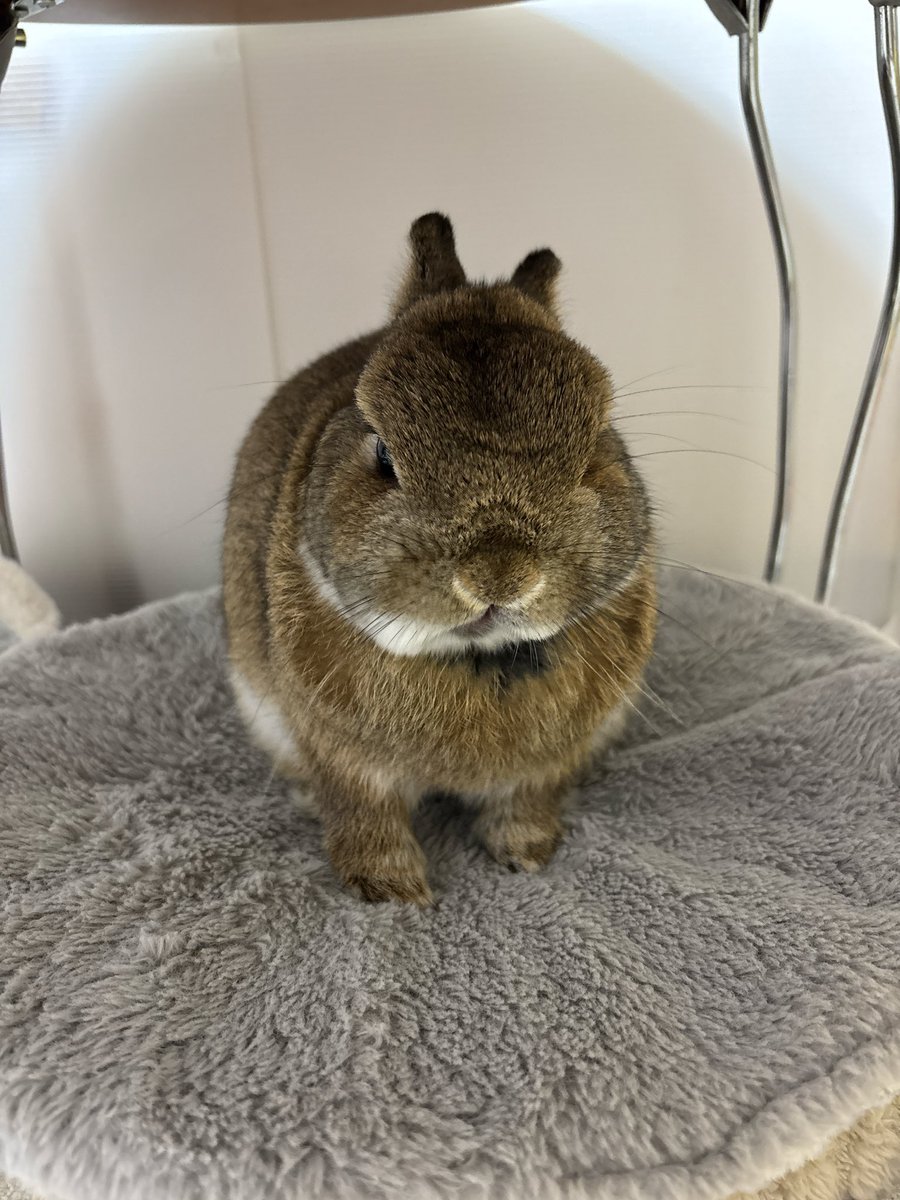 強面俳優もできるかもしれないカカちゃん( •̀ᴗ•́ )و