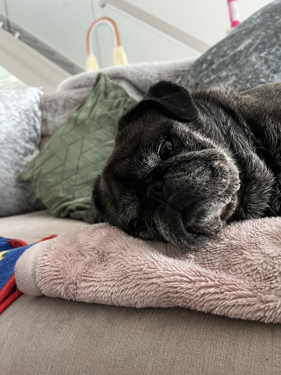 Daisies uninterested reaction to the Octopus..🤣 <a href="/SundayBrunchC4/">Sunday Brunch</a> #chilledsunday