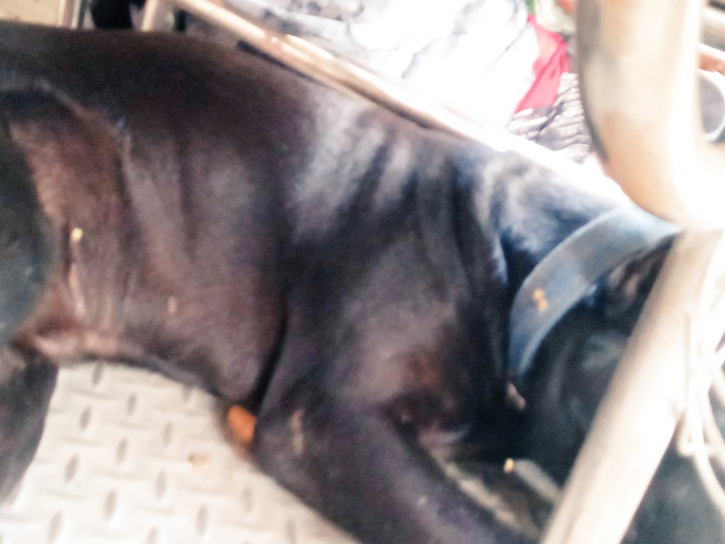 I'm seeing this dog for the 2nd day in a row at MAS 🔁 AJJ route (Chennai). It seems like a pet dog abondoned/missed by it's owner. It's quite until someone trying to expel it from train (barking ferociously when someone do) Pls take necessary action <a href="/RailMinIndia/">Ministry of Railways</a> <a href="/IRCTCofficial/">IRCTC</a>