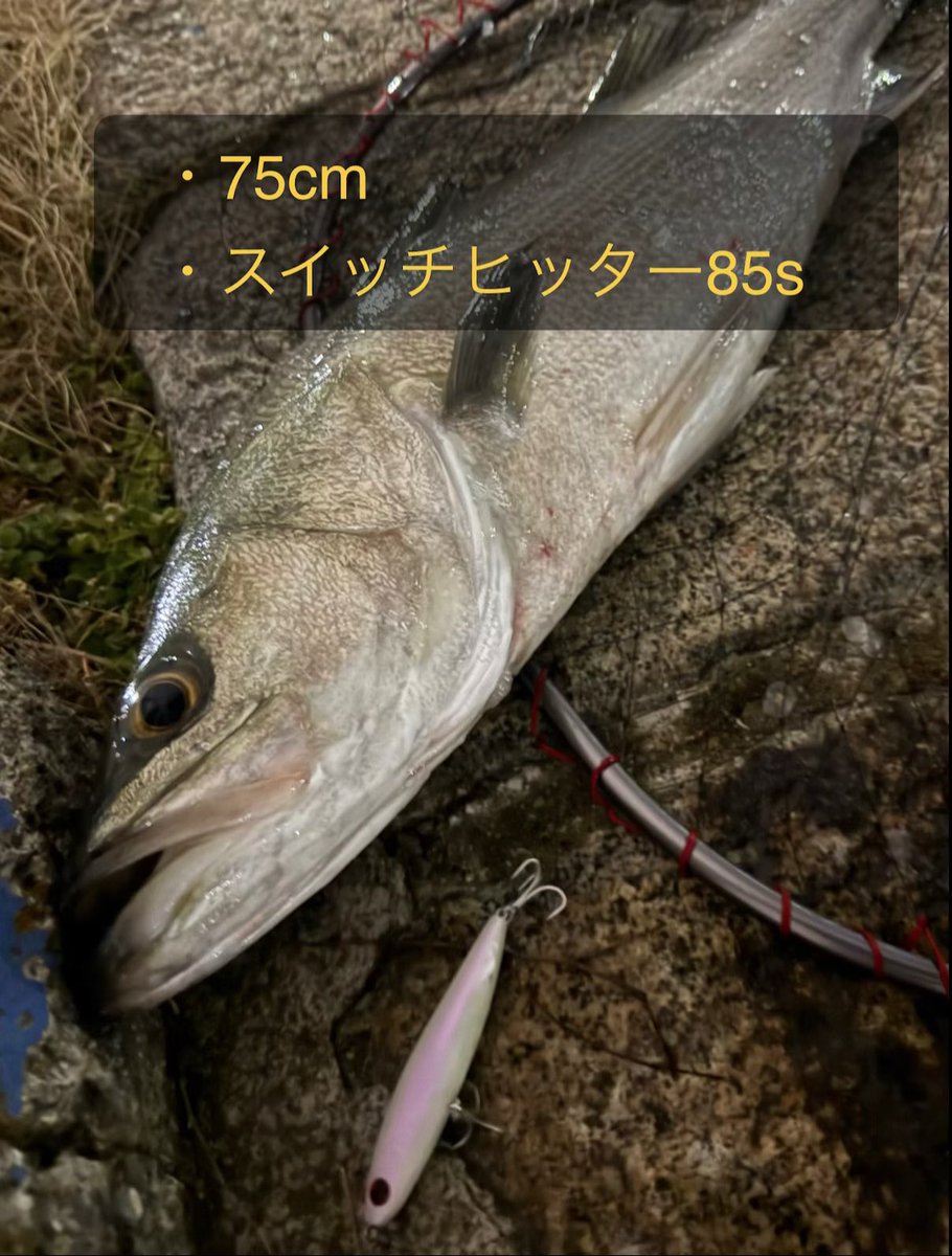 o_tech_55's tweet photo. 強風の中、夕方からエントリー🎣
なかなか厳しい状況だったけど、
なんとか2本キャッチ！

夜になってスナメリ登場🐬
海の異変を感じて、今日はここで終了。

#シーバス
#ルアー
#スナメリ出没 https://t.co/NcFuWoGtaD