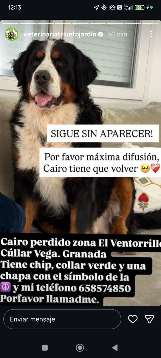 #Granada #ayuda Se ha perdido #Cairo en #vegasdelGenil #ventorrillo su dueño está desesperado es #veterinario y ayuda y salva a muchos animales, necesita nuestra ayuda <a href="/MeteoAlhambra/">𝕄𝖊𝖙𝖊𝖔𝔸𝖑𝖍𝖆𝖒𝖇𝖗𝖆⚠️</a> <a href="/meteoalbaicin/">Meteoalbaicín</a> <a href="/Asvogra/">AsVoGra Protección Civil</a> <a href="/PoliciaGr/">Policía Local de Granada</a> Difundir q aparezca