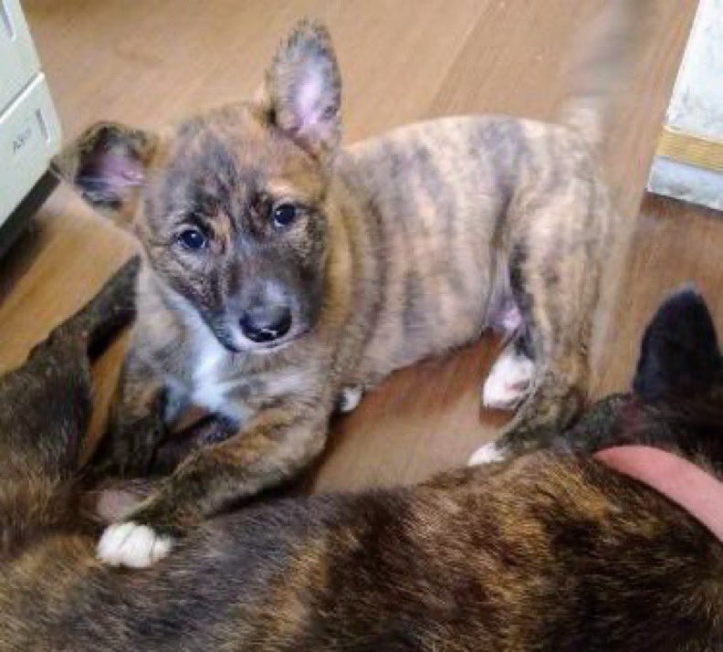 ━もしかしてチビ君━
🐶🆘 【⚠️迷子犬捜索中】🎈
群馬県〝チビ君♂〟
🔹2025.12.1
◾️前橋市上泉町で逸走
チビ君らしきを連れた女性の目撃情報をいただいています。
⚫︎年齢は30〜40代くらで品のいい感じの女性
⚫︎黒いショートのダウン
⚫︎黒いニットのロングスカート
⚫︎ロープのリード↙︎