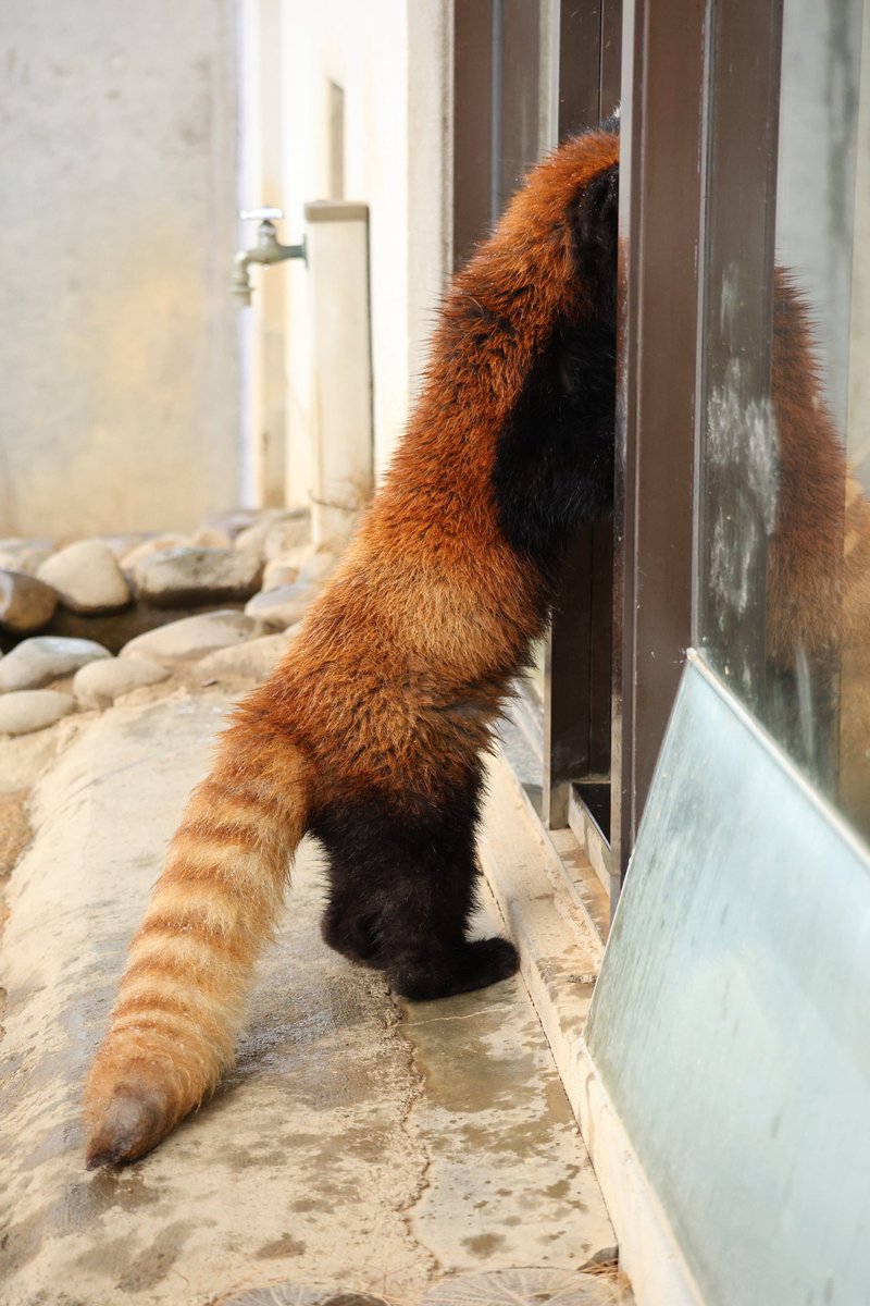 あんここ tweet media