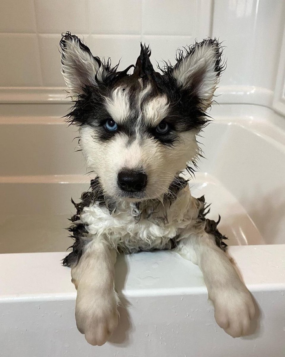 Puppies 🐶 tweet media