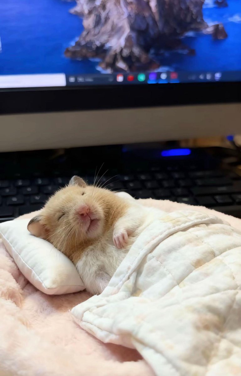 Hamsterie's tweet image. 