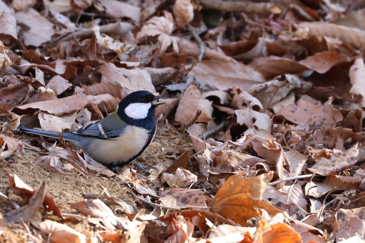 FPGA121's tweet image. 朝活するもエナガ先輩は撮れず