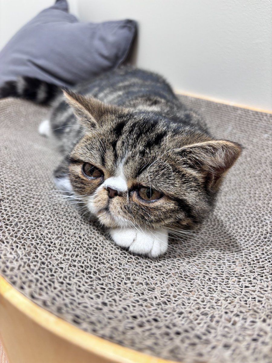 あーこ tweet media