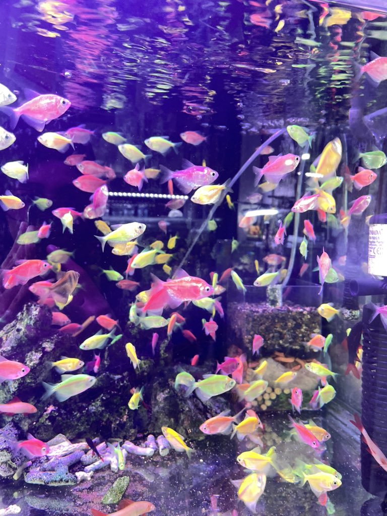 tiba tiba pengen beli ikan