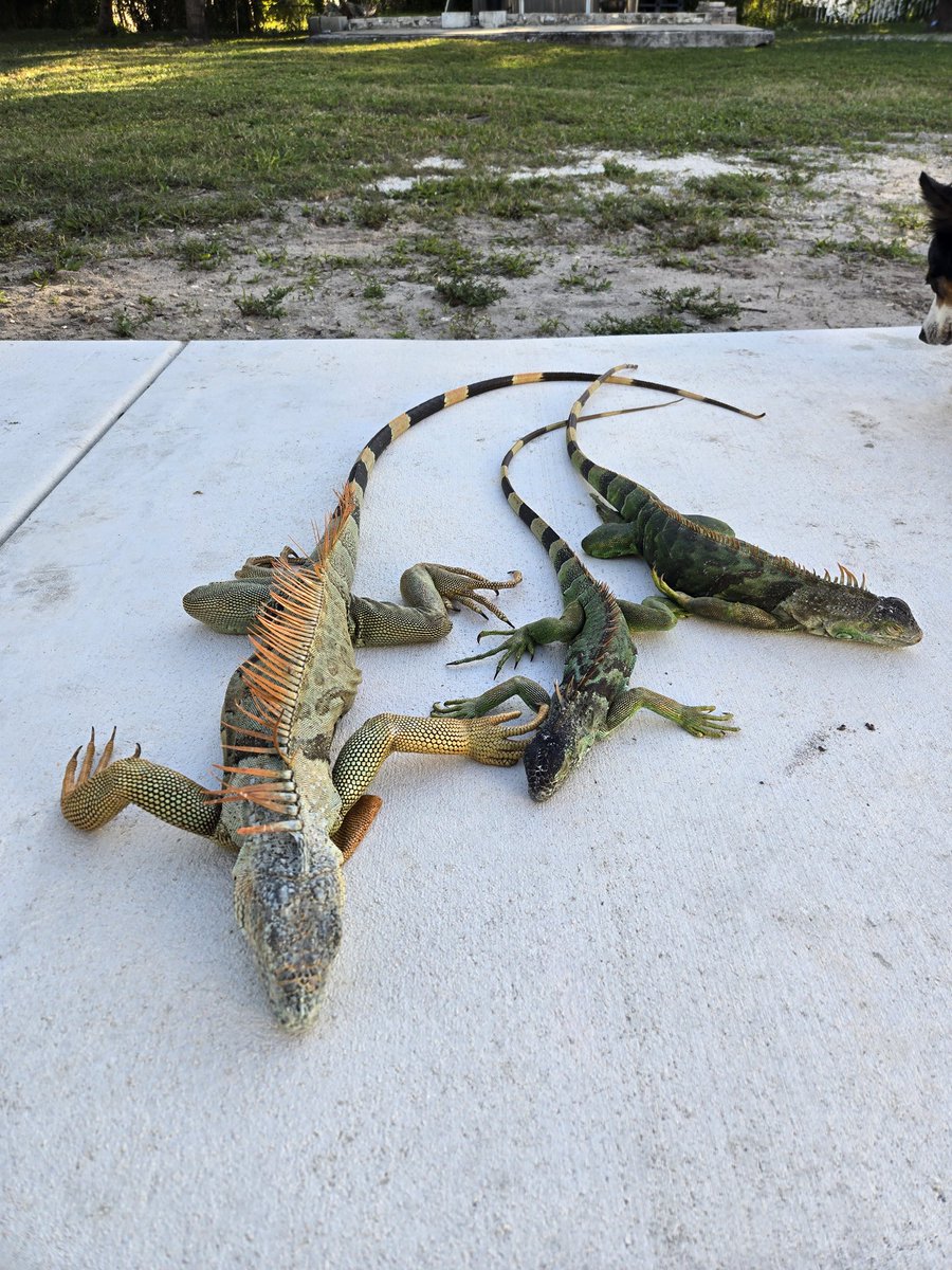 Jaime_XRP's tweet photo. Its so cold iguanas are falling off the trees in Miami. https://t.co/4oEhTp002K