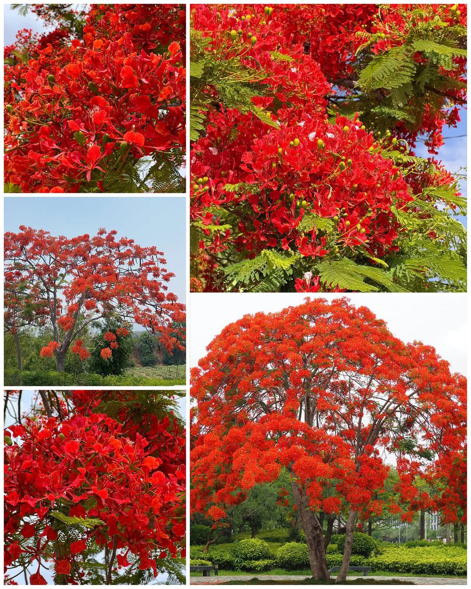 mireya starkenberg tweet media