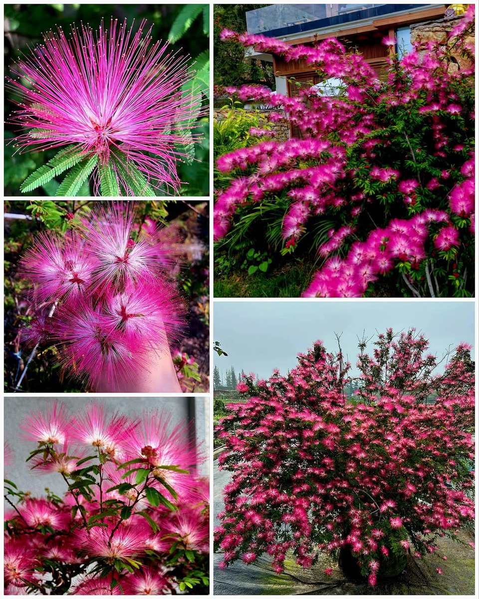 mireya starkenberg tweet media