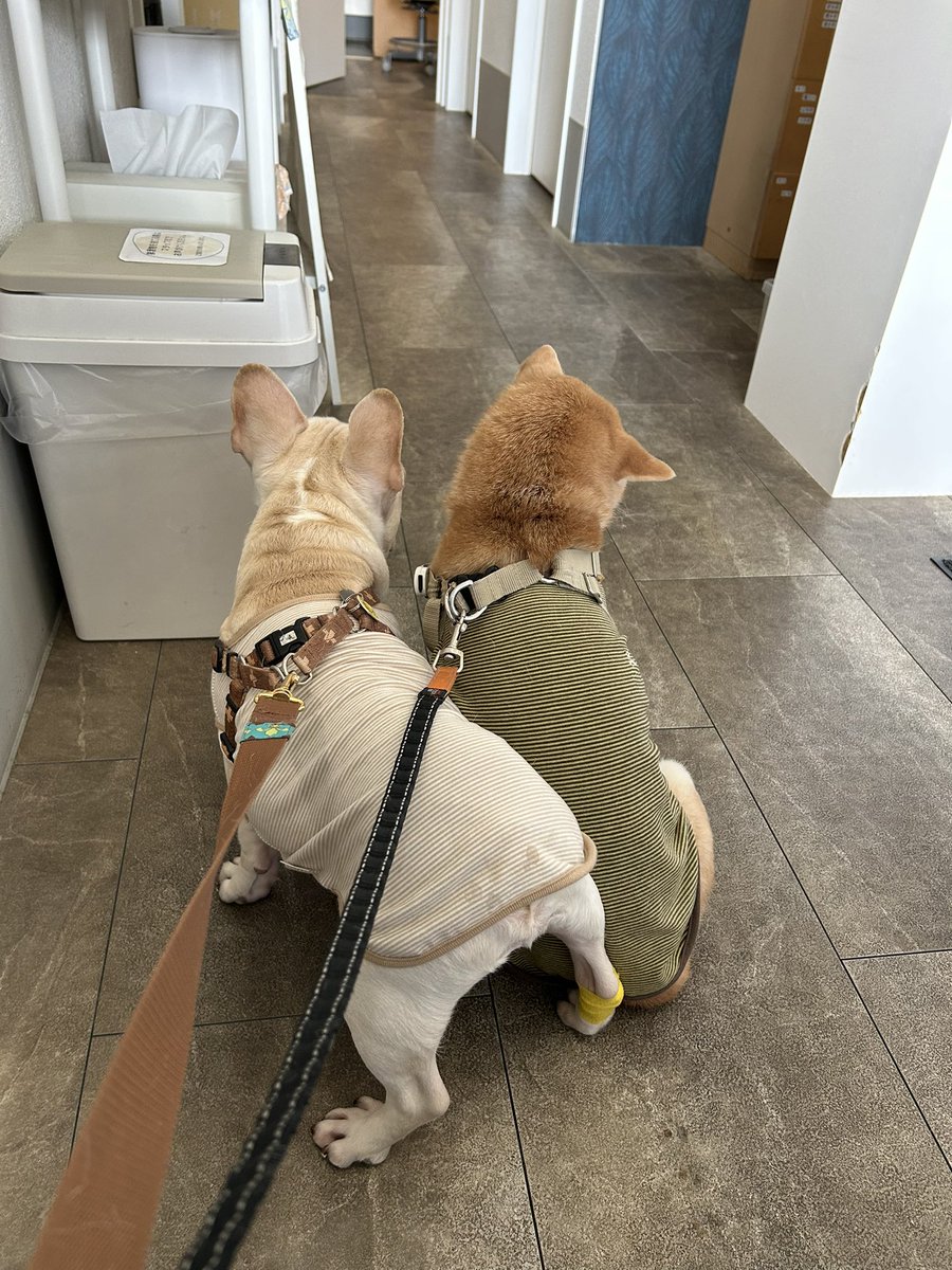 __0000_0__'s tweet photo. 三が日ぶりの休み
朝から2人連れて病院&amp;お散歩🐶🐶
公園でこけて大泣きしてた4歳くらいの知らん女の子見て、人生で初めて子どもが欲しいと思った https://t.co/hsoJ44RbZI