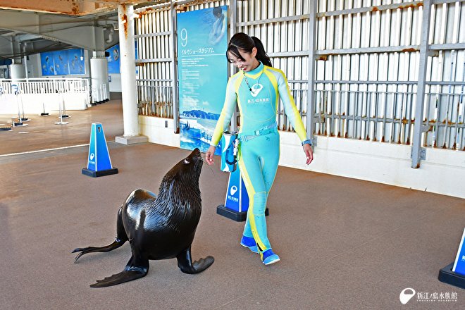 enosui_com's tweet image. おはようございます
2月2日月曜日になりました。きょうも休まず9時から17時まで開館いたします

今週限定の見どころは、普段は見られる機会が少ない、アシカたちが館内に登場するイベント、12時00分からです🕛

アシカのチョコっとさんぽ
enosui.com/evententry.php…