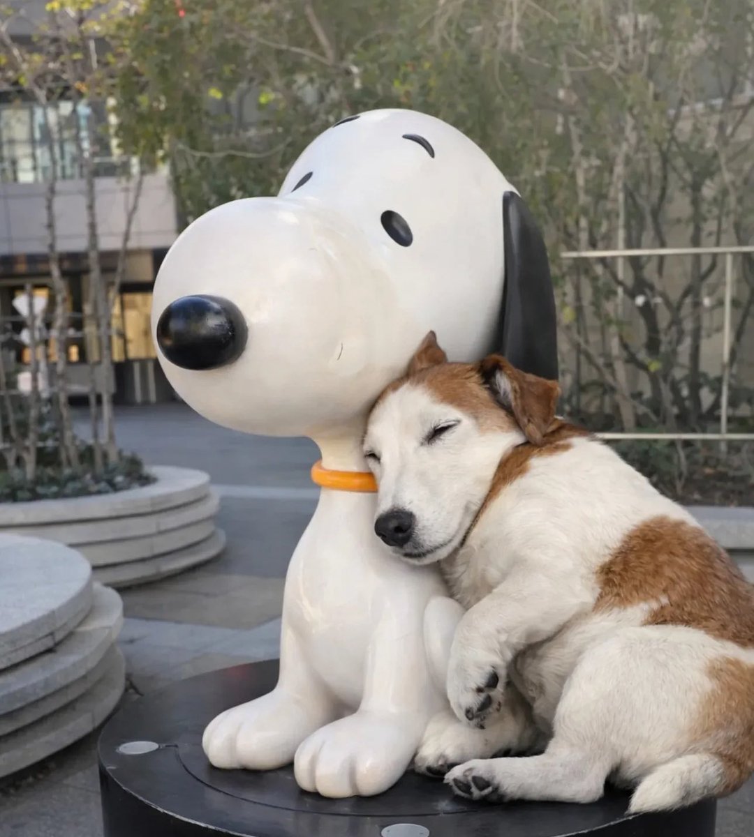 Puppies 🐶 (@puppiesiover) on Twitter photo 