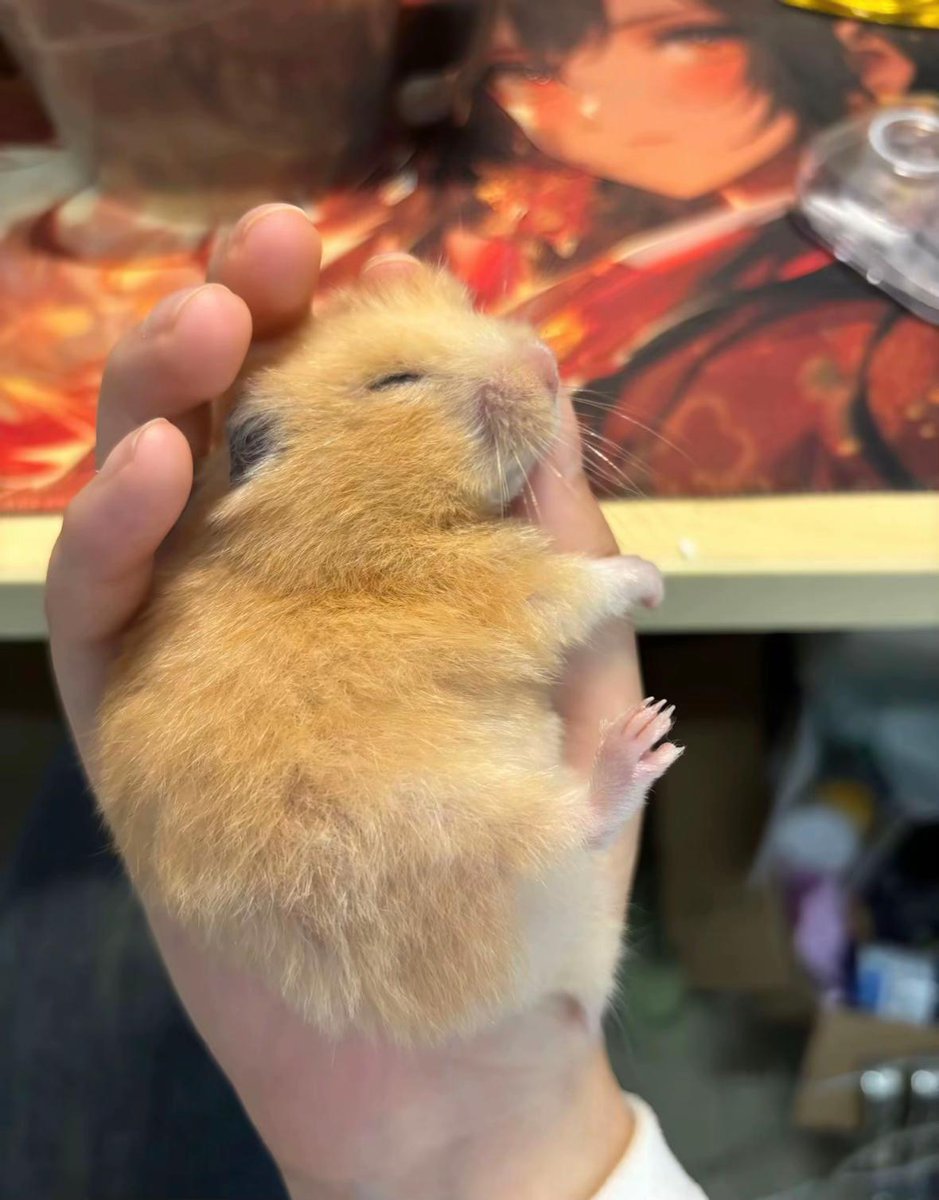 Hamsterie's tweet image. 