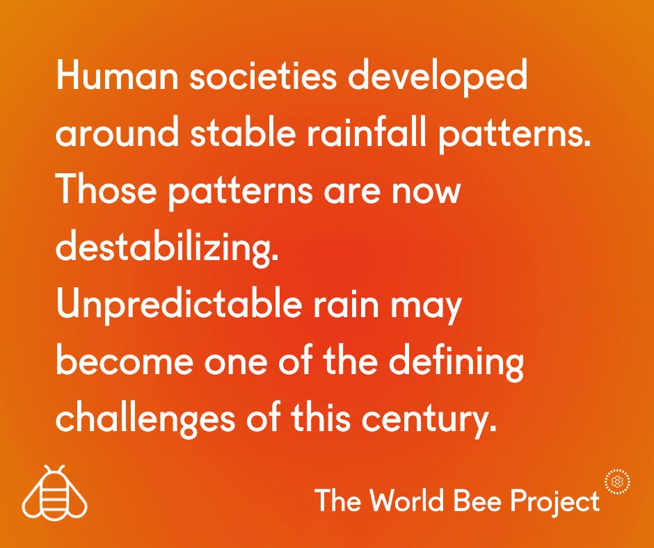 The World Bee Project CIC tweet media
