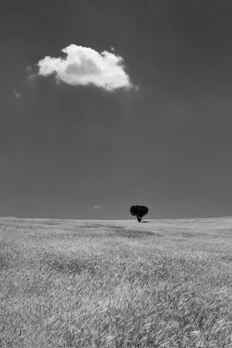 "A small cloud and a lonely tree"
 
 7/11 edition  7 #tezos

#photography
Link:
objkt.com/tokens/hicetnu…