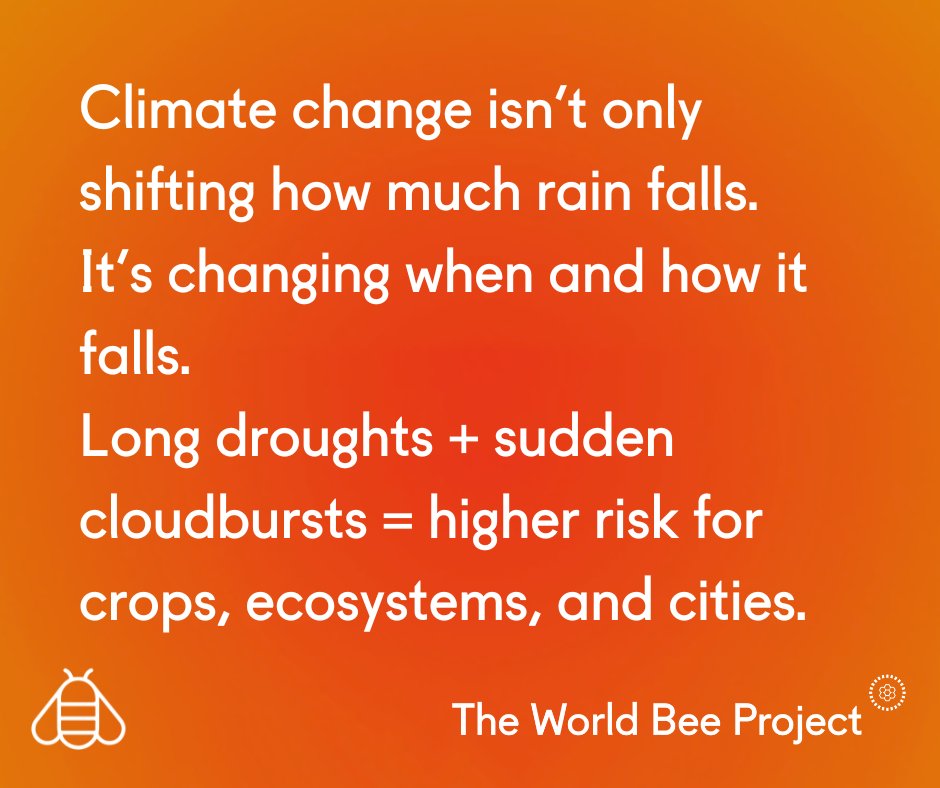 The World Bee Project CIC tweet media